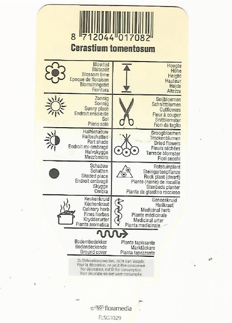 Cerastium tomentosum 0002.jpg